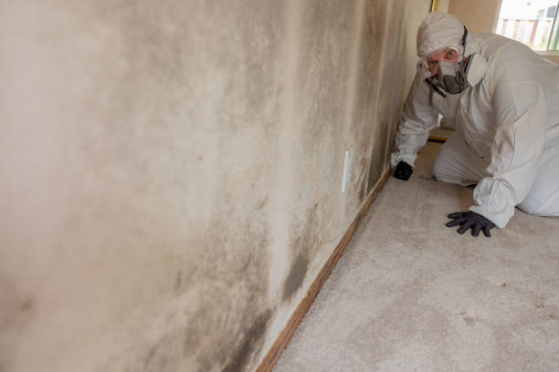 Best Asbestos and Lead Testing During Mold Inspection  in Gardnerville Ranchos, NV